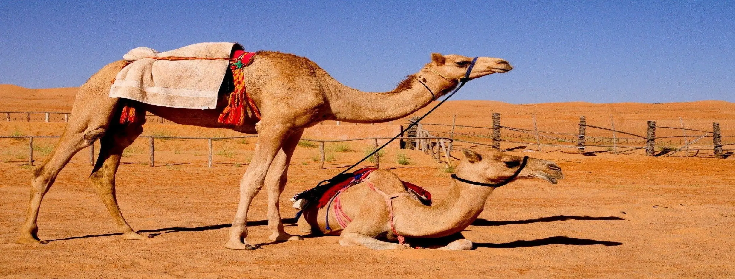 Image for Camel Market